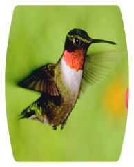 DAREC-027 Humming Bird 1